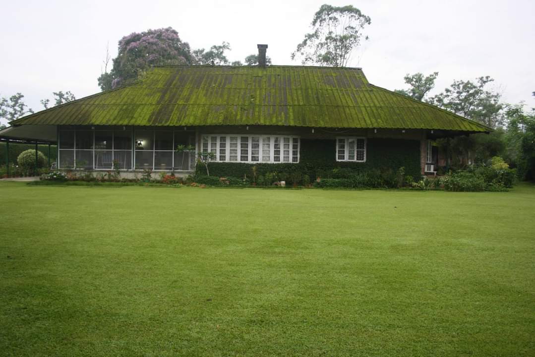 Assam Tea: Miles and miles of tea gardens spread across the undulating hillocks of the Brahmaputra Valley